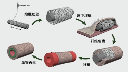 南開大學孔德領教授：血管修復與再生