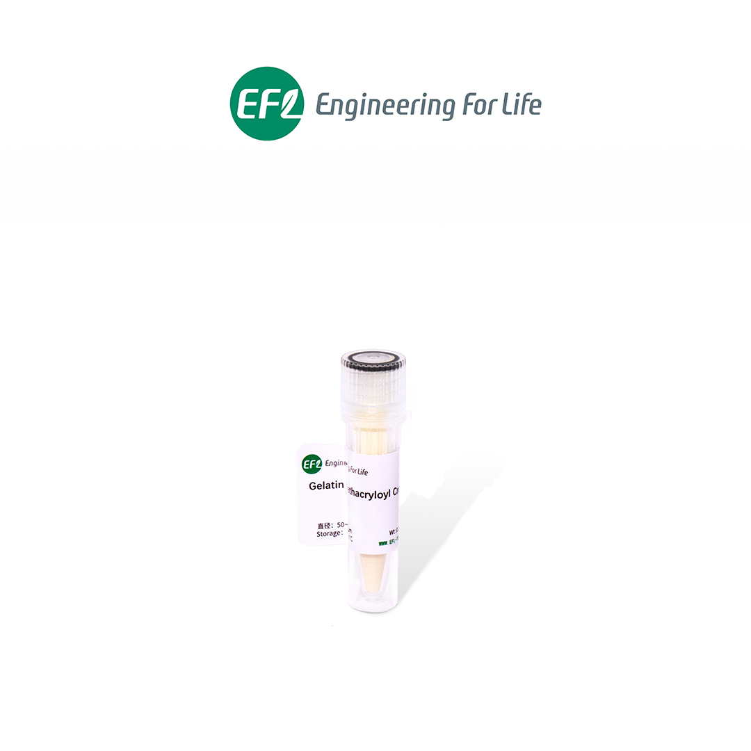 甲基丙烯?；髂z交聯(lián)微球Gelatin Methacryloyl Crosslinked Microsphere；GelMA交聯(lián)微球；EFL-MS-C-GM系列